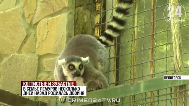 Пушистое пополнение: в одном из крымских зоопарков – беби-бум