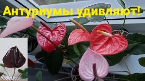 Антуриумы в моей  коллекции.