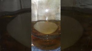 чайный гриб и индийский морской рис