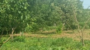 Июньские песни птиц