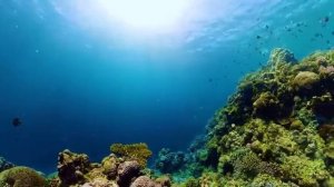 Волны тишины. Музыка океана и рыб. Часть 11