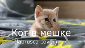 Кот в мешке (labrusca cover)