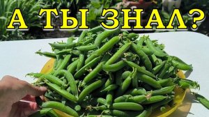 Никогда ГОРОХА много не бывает😄СЕКРЕТЫ выращивания ЛЕТОМ🌽🌽🌽