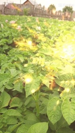 Картофель зацвёл20-06-2025