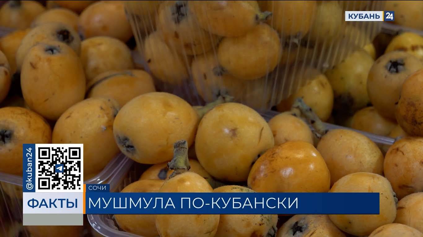 Сезон мушмулы начался в Сочи, фрукт продают по 600 рублей за килограмм
