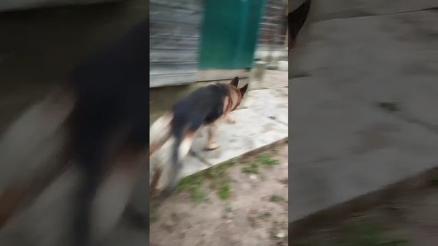 Дон