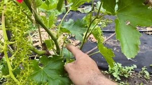 ЖУРАВЧИК КРАСНЫЙ, ДЖОКЕР, БЕРДЯНСКОЕ НАСЛАЖДЕНИЕ, ВЕРСИЛИЯ, ОФЕЛИЯ и другие новинки - цветение