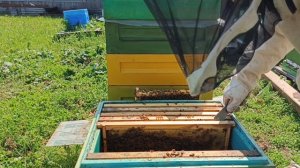 полный осмотр бакфаст B7356 от Макарова А