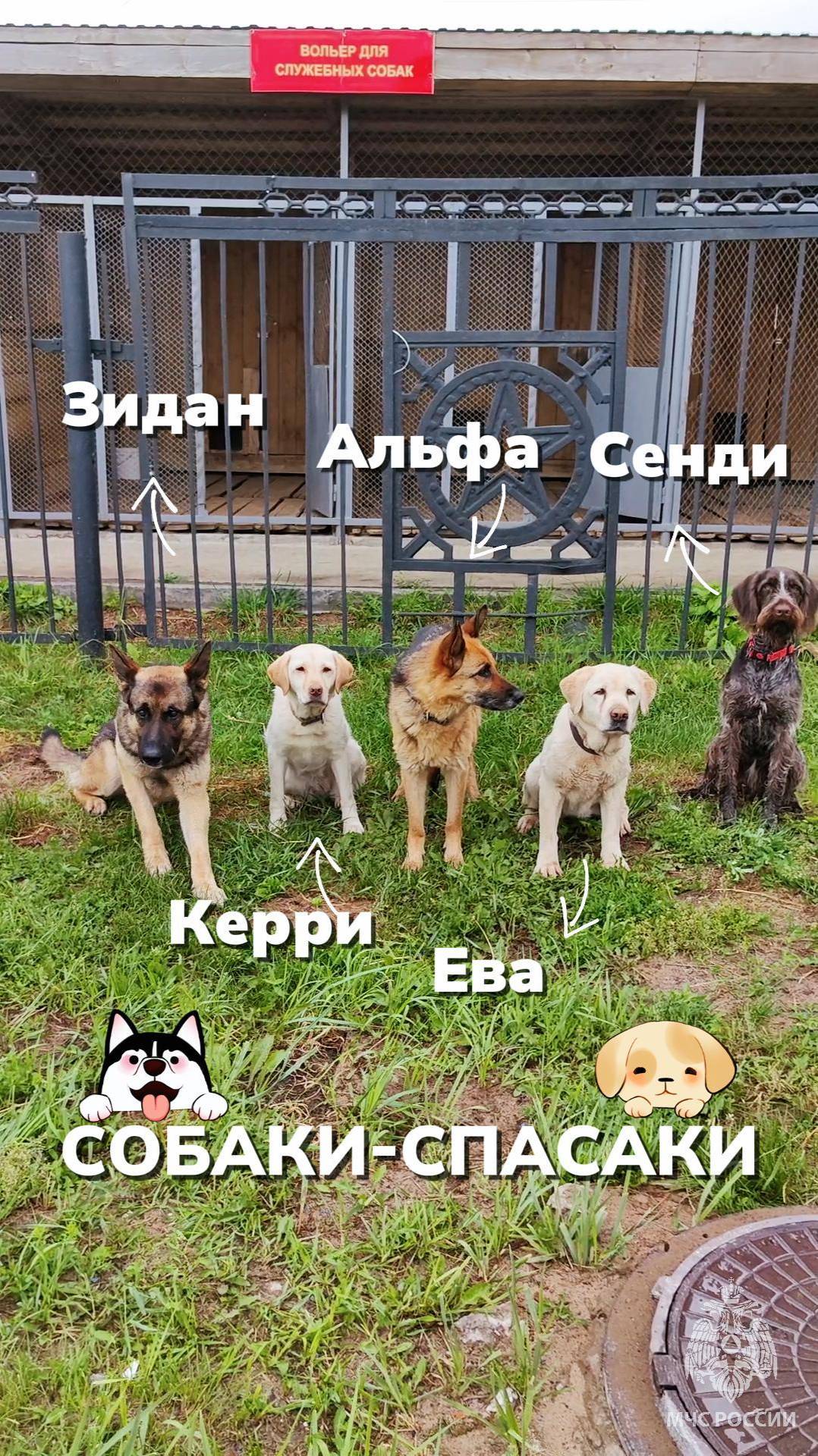 Верные друзья на страже жизни! 🐶