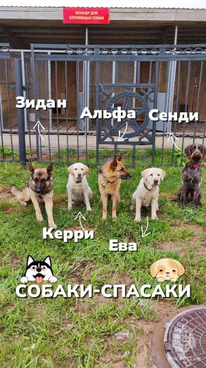 Верные друзья на страже жизни! 🐶