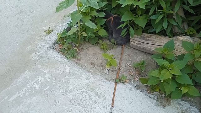 Тишка на прогулке.