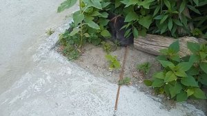 Тишка на прогулке.