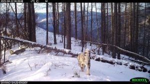 Снежные приключения молодых ирбисов