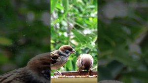Птенцы воробья в кормушке