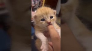 ГОЛОСА КОТИКОВ