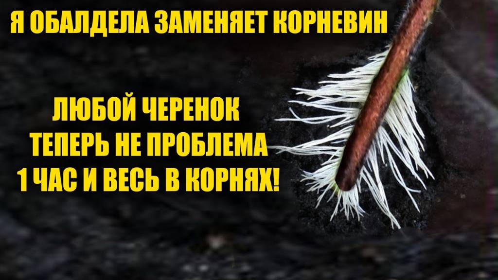Я обалдела! Гениально и просто Способ укоренения Черенков 100% Рабочее средство!