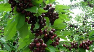 То не  веточка  черешни.  Поёт  Валентина  Дробышева