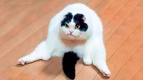 ПРИКОЛЫ С ЖИВОТНЫМИ ДО СЛЕЗ #74 Смешные КОТЫ И СОБАКИ  Приколы