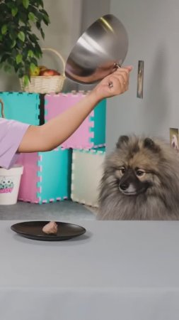 Как же вкусно и хорошо! #кусьшоу #собачки #вкусняшки #челлендж