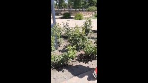 Krasivyye mesta Rossii Грозный, мечеть имени Рамзана Кадырова!