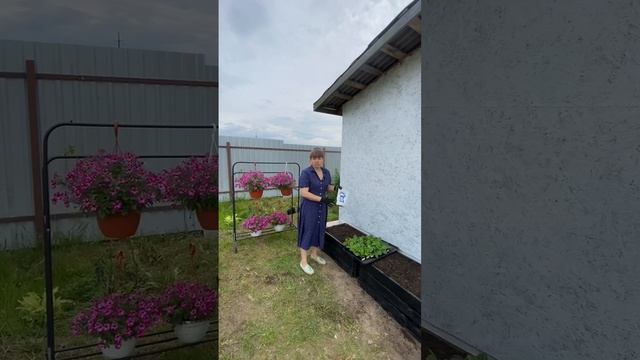 Примула - многолетний цветочек, который является первоцветом и распускается самым первым