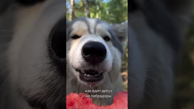 Посмеемся друзья