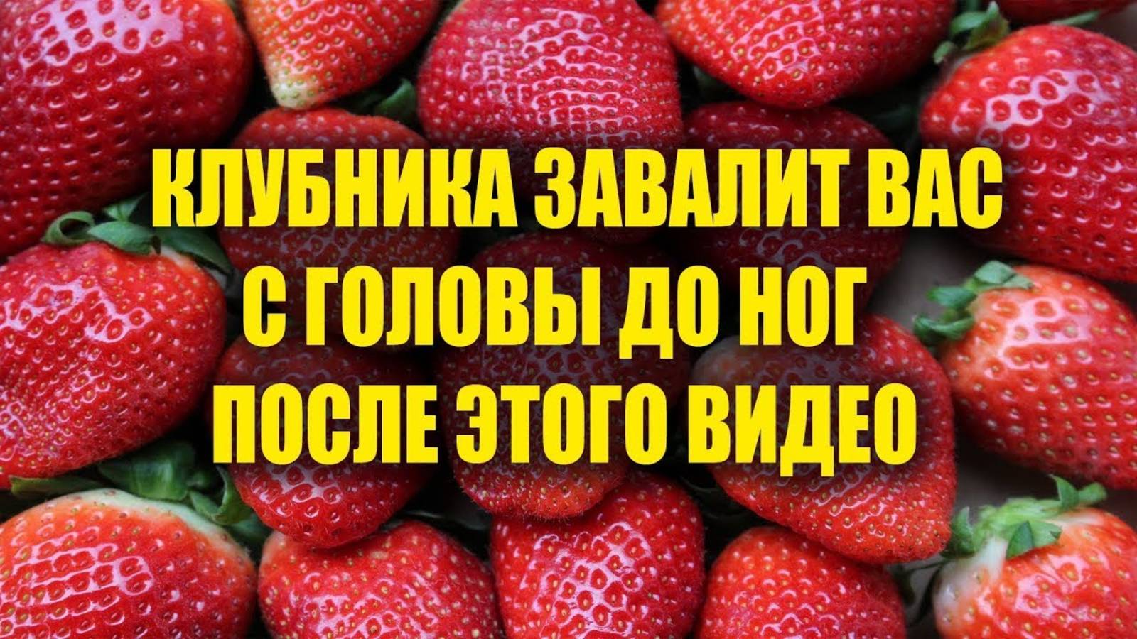 КЛУБНИКИ БУДЕТ В 10 РАЗ БОЛЬШЕ ЕСЛИ СДЕЛАТЬ ЭТО! ОБ ЭТОМ МАЛО КТО ЗНАЕТ!