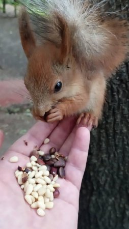 Бельчонок на ладони