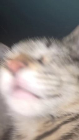 Кот релаксирует