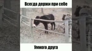 умный друг #shorts
