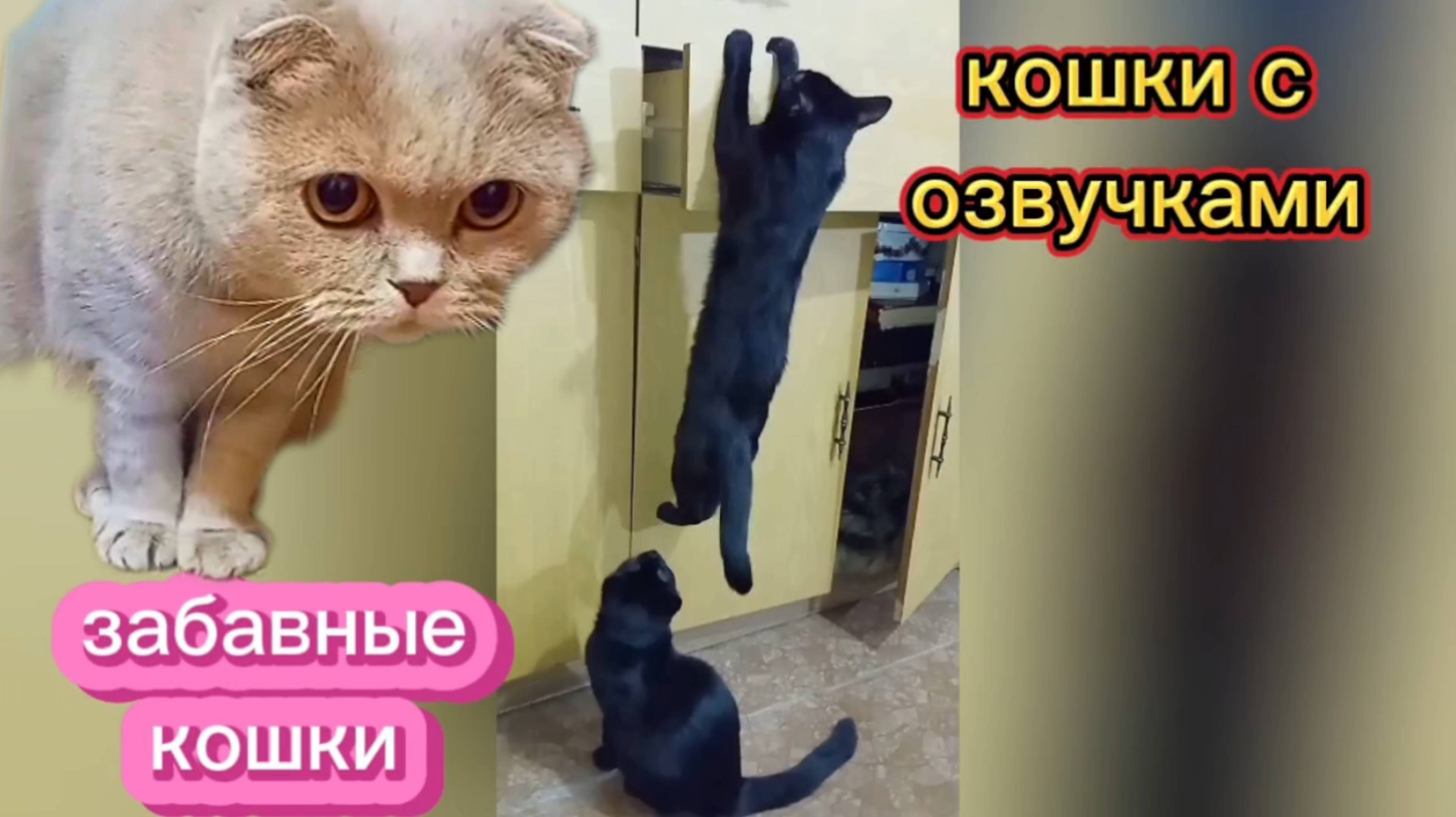 Кошки с озвучками 😂