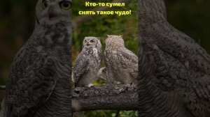 Нежность и чувства у сов