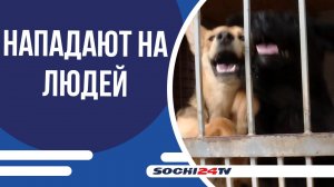 В Сочи пытаются решить проблему с бездомными собаками