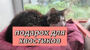 Хвостики получают подарок от подписчиков 19.06.25.