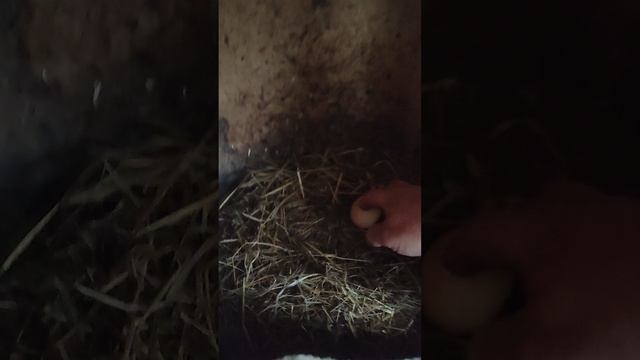 Плохая погода☔ а мы с Лапой к курятнике, кормим кур 🐔 собираем яйца🥚