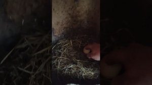 Плохая погода☔ а мы с Лапой к курятнике, кормим кур 🐔 собираем яйца🥚