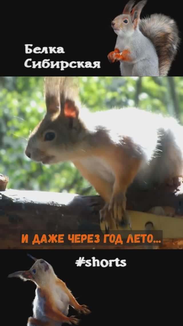 Белка у летней кормушки