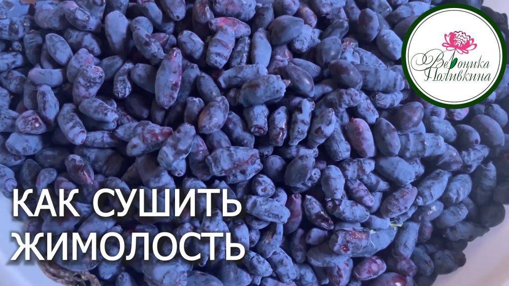 КАК СУШИТЬ ЖИМОЛОСТЬ