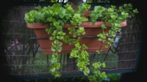 Дела дачные  3 часть