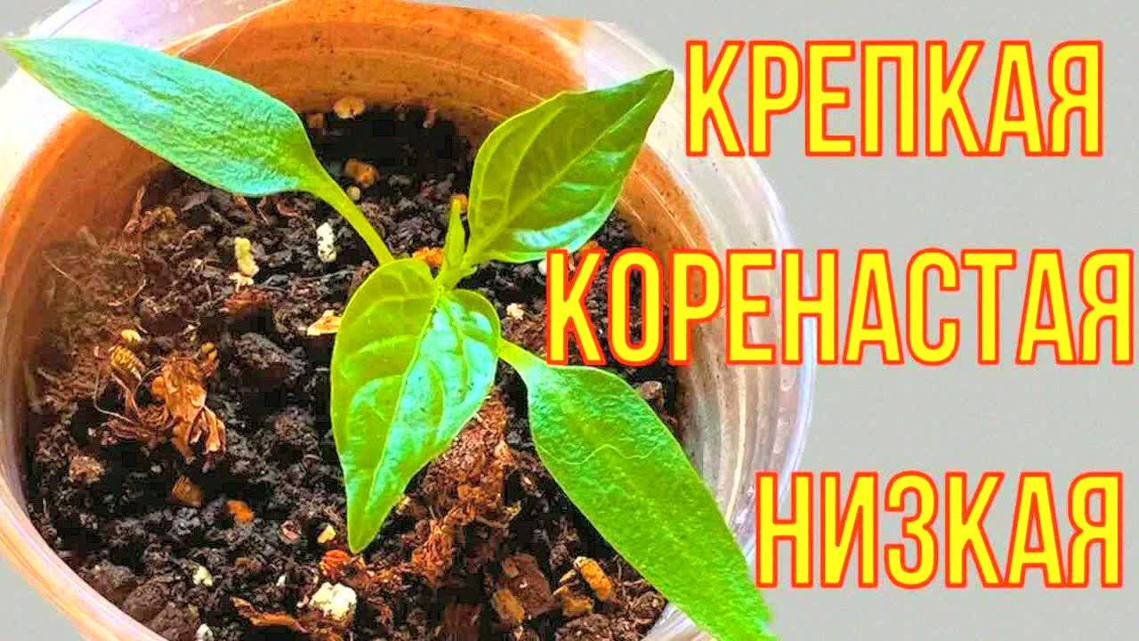 Секрет идеальной рассады! Сделайте это прямо сейчас и увидите невероятный результат!