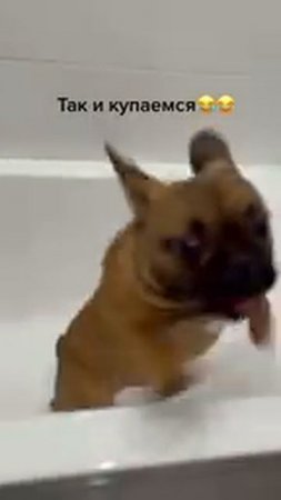 Клип сообщества Французики из Сибири