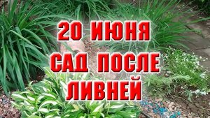 20 июня. Мой сад после продолжительных ливней