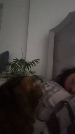 МОЙ БУДИЛЬНИК🐯КОРМИТЬ И СРОЧНО