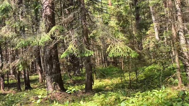 Магическое озеро Светлояр. Святой источник в лесу.