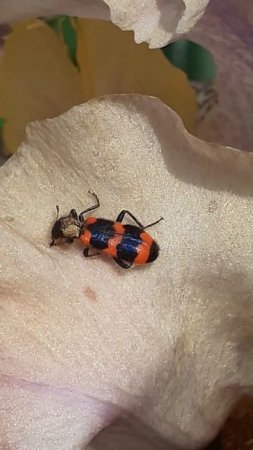 жук могильщик обыкновенный (Nicrophorus vespillo)
