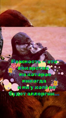 НЕЖНОСТЬ