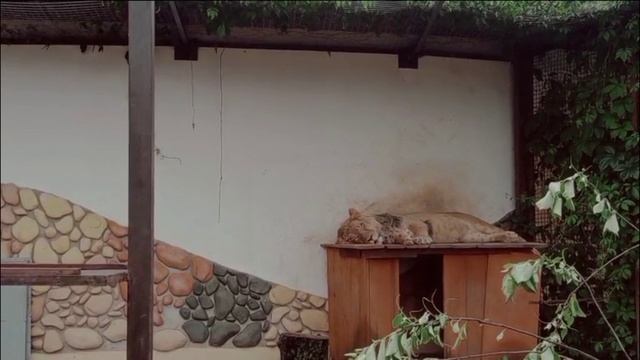 Сладкий дневной сон. Видео от опекуна Светланы