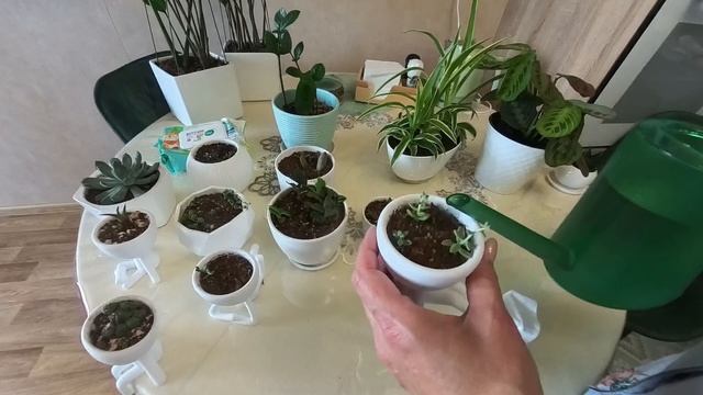 Уделяю внимание цветам. Гороховый суп с копченостями.
