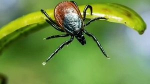 ... Почему в СССР не было клещей.....