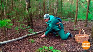 Грибы пошли! А мы - за ними! Но куда? Доброе утро. Фрагмент выпуска от 20.06.2025